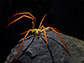Sea spider of the genus <em>Colossendeis</em> from Antarctica’ border=’0′ align=’left’ /></p>
<p>Sea spiders of the genus <em>Colossendeis</em> that live in Antarctica experience polar gigantism and are even larger than sea spiders found in more temperate waters. This specimen was collected during the 2019 PolarTREC (Polar Teachers and Researchers Exploring and Collaborating) expedition to …</p>
<p>This is an NSF Multimedia Gallery item.</p>
<div class="addtoany_share_save_container addtoany_content addtoany_content_bottom"><div class="a2a_kit a2a_kit_size_32 addtoany_list" data-a2a-url="http://unitedyam.com/sea-spider-of-the-genus-colossendeis-from-antarctica/" data-a2a-title="Sea spider of the genus Colossendeis from Antarctica"><a class="a2a_button_telegram" href="https://www.addtoany.com/add_to/telegram?linkurl=http%3A%2F%2Funitedyam.com%2Fsea-spider-of-the-genus-colossendeis-from-antarctica%2F&linkname=Sea%20spider%20of%20the%20genus%20Colossendeis%20from%20Antarctica" title="Telegram" rel="nofollow noopener" target="_blank"></a><a class="a2a_button_facebook" href="https://www.addtoany.com/add_to/facebook?linkurl=http%3A%2F%2Funitedyam.com%2Fsea-spider-of-the-genus-colossendeis-from-antarctica%2F&linkname=Sea%20spider%20of%20the%20genus%20Colossendeis%20from%20Antarctica" title="Facebook" rel="nofollow noopener" target="_blank"></a><a class="a2a_button_twitter" href="https://www.addtoany.com/add_to/twitter?linkurl=http%3A%2F%2Funitedyam.com%2Fsea-spider-of-the-genus-colossendeis-from-antarctica%2F&linkname=Sea%20spider%20of%20the%20genus%20Colossendeis%20from%20Antarctica" title="Twitter" rel="nofollow noopener" target="_blank"></a><a class="a2a_button_copy_link" href="https://www.addtoany.com/add_to/copy_link?linkurl=http%3A%2F%2Funitedyam.com%2Fsea-spider-of-the-genus-colossendeis-from-antarctica%2F&linkname=Sea%20spider%20of%20the%20genus%20Colossendeis%20from%20Antarctica" title="Copy Link" rel="nofollow noopener" target="_blank"></a><a class="a2a_dd addtoany_share_save addtoany_share" href="https://www.addtoany.com/share"></a></div></div></div>                    <footer class="entry-footer">
                <div class="entry-meta">
                                    </div>
            </footer><!-- .entry-footer -->
            </div>
</article>
	<nav class="navigation post-navigation" aria-label="Posts">
		<h2 class="screen-reader-text">Post navigation</h2>
		<div class="nav-links"><div class="nav-previous"><a href="http://unitedyam.com/franklin-p-jones/" rel="prev"><span class="meta-nav" aria-hidden="true">Previous</span> <span class="screen-reader-text">Previous post:</span> <span class="post-title">Franklin P. Jones</span></a></div><div class="nav-next"><a href="http://unitedyam.com/the-godmother-of-african-american-poetry/" rel="next"><span class="meta-nav" aria-hidden="true">Next</span> <span class="screen-reader-text">Next post:</span> <span class="post-title">The Godmother of African American Poetry</span></a></div></div>
	</nav>
		</main><!-- #main -->
	</div><!-- #primary -->


<aside id="secondary" class="widget-area">
    <div class="theiaStickySidebar">
		<div class="sidebar-bg">
			<div id="search-2" class="widget widget_search"><form role="search" method="get" class="search-form" action="http://unitedyam.com/">
				<label>
					<span class="screen-reader-text">Search for:</span>
					<input type="search" class="search-field" placeholder="Search …" value="" name="s" />
				</label>
				<input type="submit" class="search-submit" value="Search" />
			</form></div><div id="categories-5" class="widget widget_categories"><h2 class="widget-title">Categories</h2><form action="http://unitedyam.com" method="get"><label class="screen-reader-text" for="cat">Categories</label><select  name=
